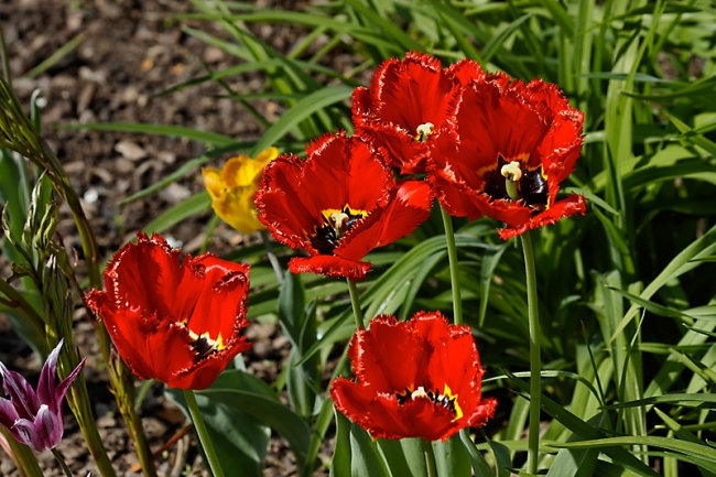 Jardin des Impressionnistes-071